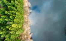 Aerial shot forest covered evergreens bare trees surrounded by lake.